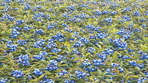 Wild Blueberries